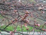 ０．５分咲きのacho☆の桜