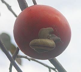 柿にカタツムリ