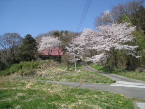 長清禅寺前の満開の桜