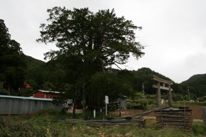 白山神社参道わきのイチイの巨樹