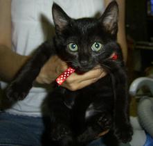 黒猫　メス　2ヶ月半