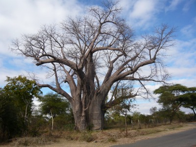 バオバブの木１